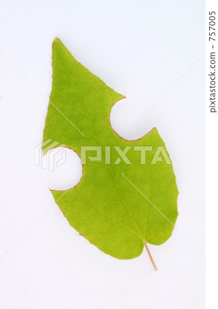 leaf leaf 757005