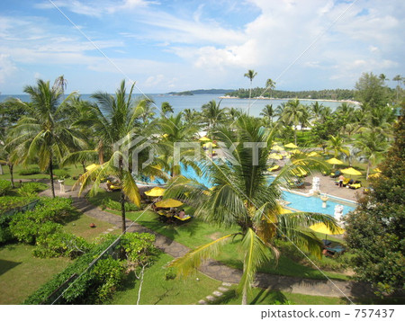 coconut palm, indonesia, bintan island 757437