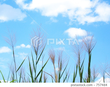 Dunchiku和藍天 -  2 757484
