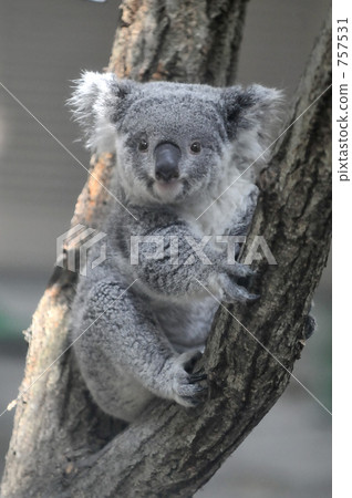 Koala 03 757531