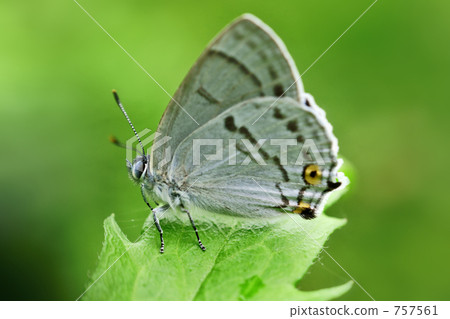 Vladoid Midorishigimi Vladoid Midorishigimi 757561