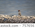 tiled, tiling, sparrow 757656