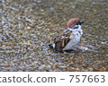 sparrow, sparrows, wild bird 757663