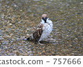 bathing in cold water, cold water bath, water surface 757666