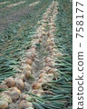 Onion field 758177