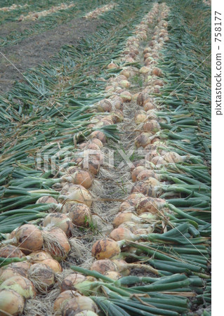 Onion field Onion field 758177