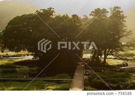 嚴島神社 橙色 橙子 758188