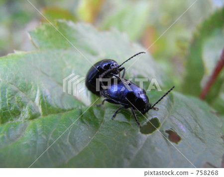 Wormwood beetle 758268