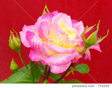 rose, roses, bloom 758269