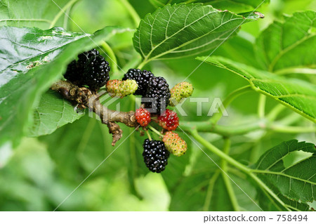 桑椹/桑椹種子 758494