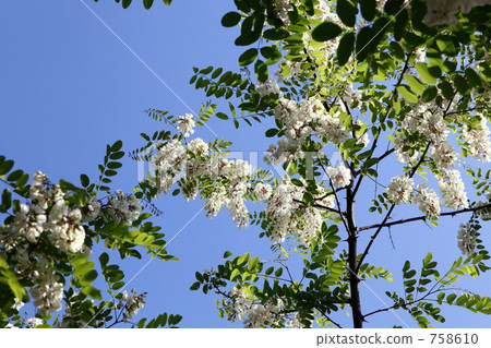 Fake acacia Fake acacia 758610