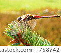 dragonfly, coniferous tree, calm 758742
