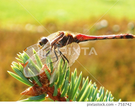 dragonfly, coniferous tree, calm 758742