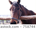 thoroughbred, horse, serene 758744