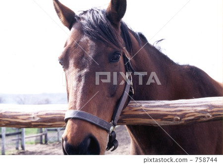 thoroughbred, horse, serene 758744