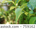 Leaves of rain 759162