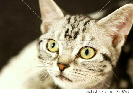 american shorthair, cat, pussy 759267