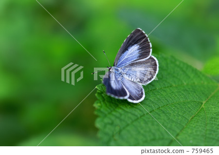 Rurishigimi ♀ 759465