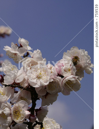 Yae Anna and honey sucking bees 759539