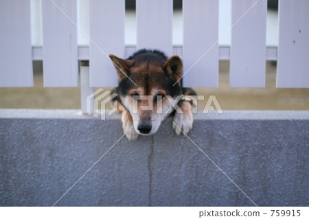 dog, dogs, Shiba 759915