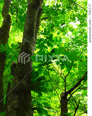 Early summer chestnut 760117