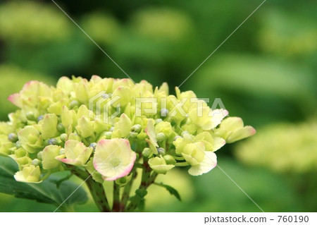 西方繡球花 繡球花 黃綠色 760190