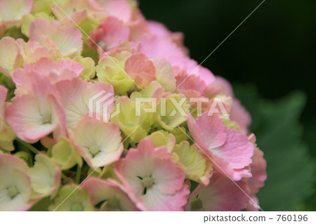 西方繡球花 繡球花 雨季 760196