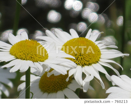 pyrethrum, water surface, mirrored 760213