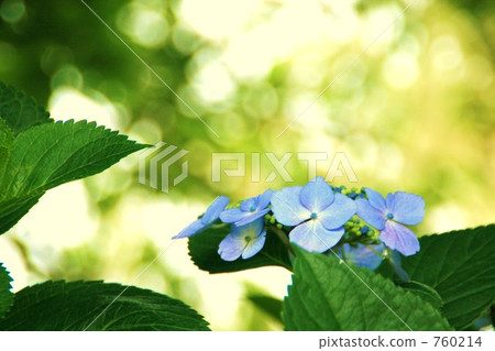 繡球 繡球花 花朵 760214