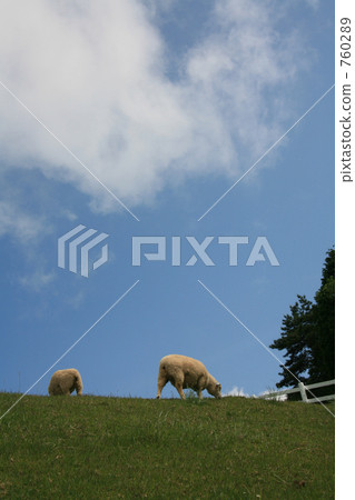 Grazing of sheep 760289