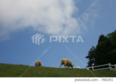 Grazing of sheep 760291
