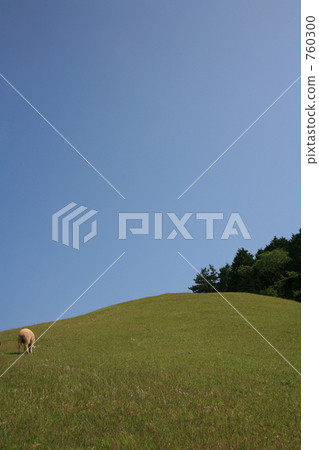 Grazing of sheep 760300