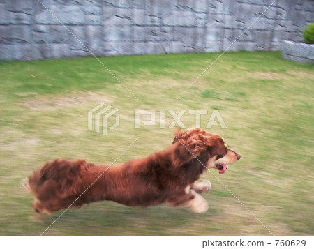 跑狗 跑狗 760629