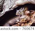 Squirrel 3 760674