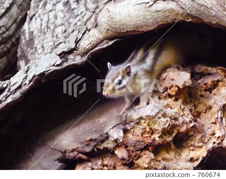 Squirrel 3 Squirrel 3 760674