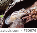 Squirrel 4 760676