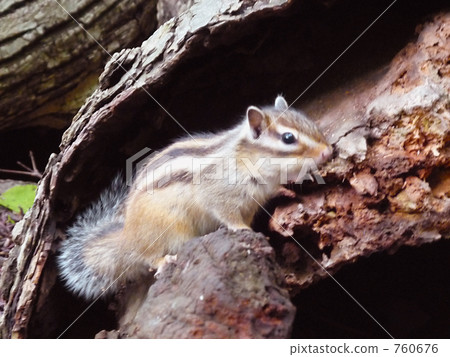 Squirrel 4 Squirrel 4 760676