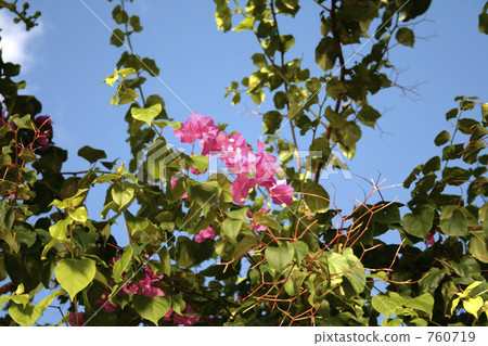 九重葛 植物 植物學 760719