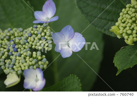 hydrangea, gaku hydrangea 760740