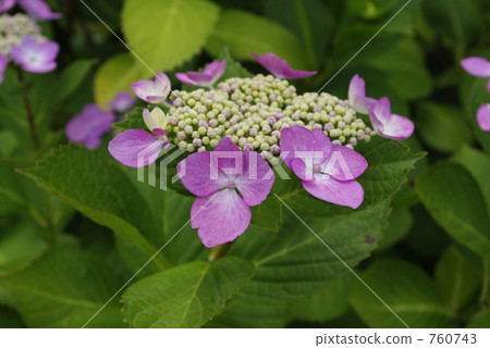繡球花 760743