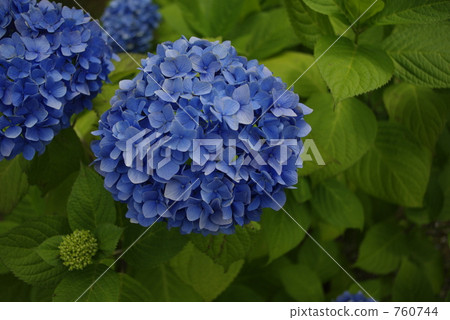 繡球花 花朵 花 760744