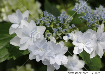 繡球花 760746