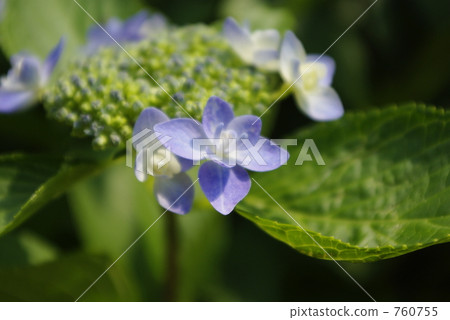 繡球花 760755