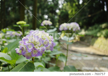 繡球花 760757
