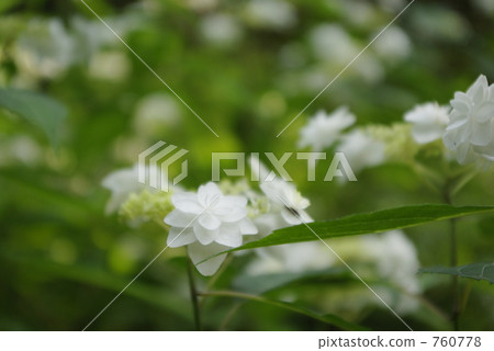 繡球花 760778