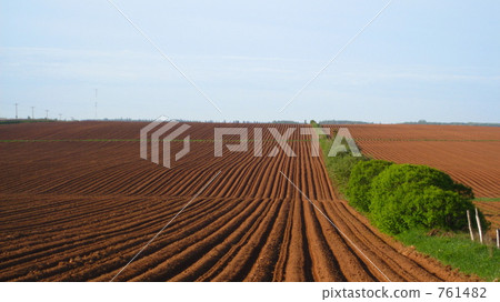 馬鈴薯田 原野 田地 761482