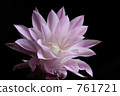 Cactus flower 761721