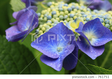 Amount on which raindrops came Hydrangea Amount on which raindrops came Hydrangea 761751