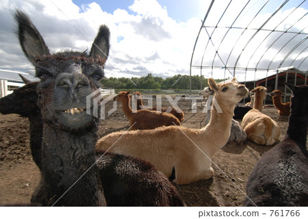 Alpaca ranch Alpaca ranch 761766