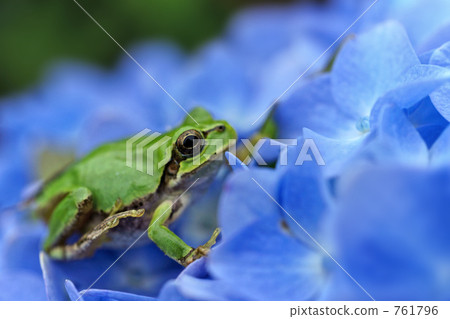 Frogs on hydrangeas 761796